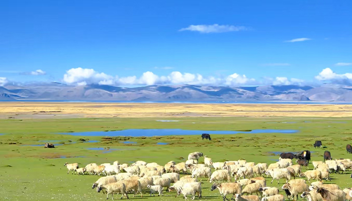 See Tibetan animals in summer