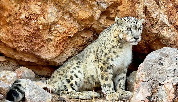 Tibetan snow leopard