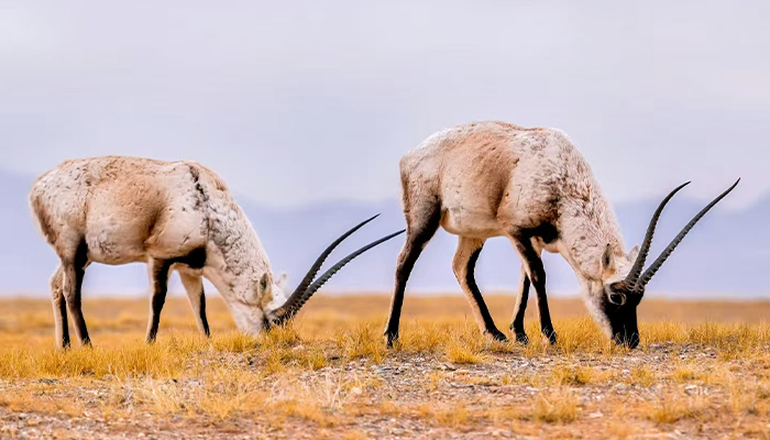 Tibetan antelope