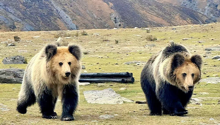 Tibetan brown bear
