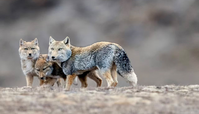 Tibetan fox