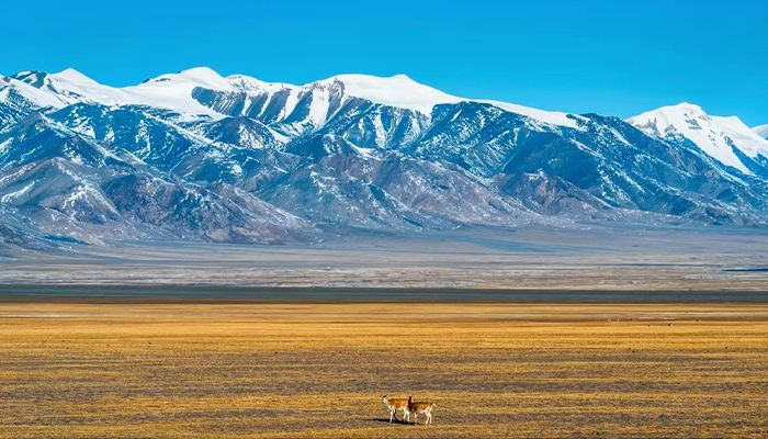 Tibetan landscape and wildlife