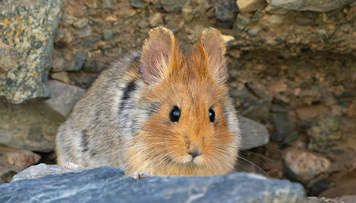 Tibetan pika