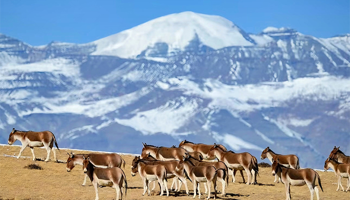 Tibetan wild ass