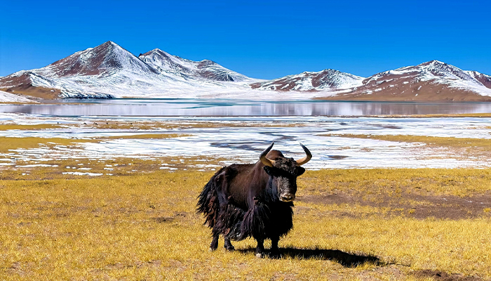 Tibetan wild yak
