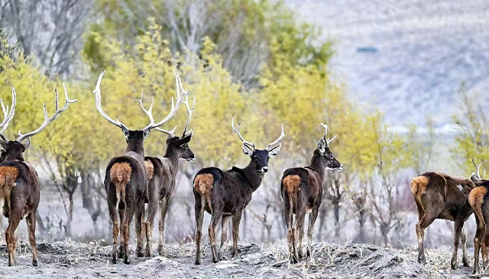 Tibetan white-lipped deer