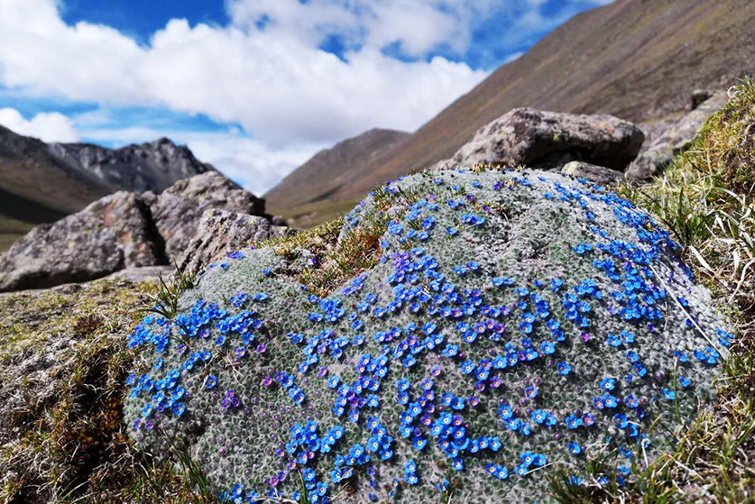tibet trekking