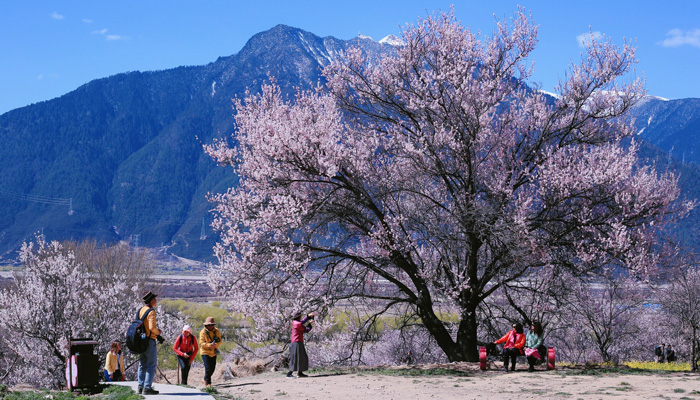Visit Nyingchi peach blossom in April