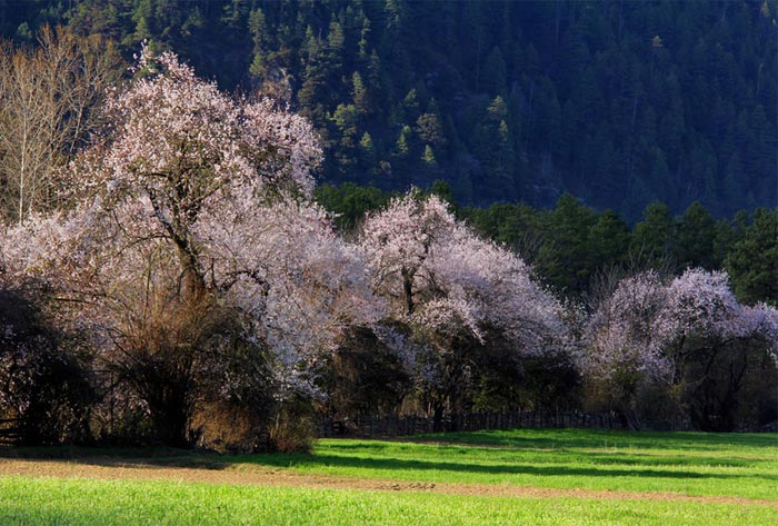Visit Nyingchi in April