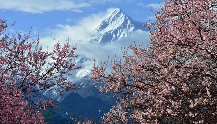Nyingchi Peach Blossom Festival