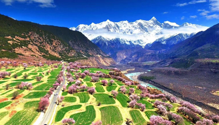 Nyingchi peach blossoms in April