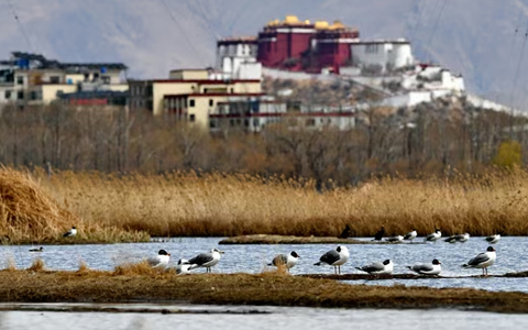 4 days Lhasa and Surroundings Winter Birding Tour