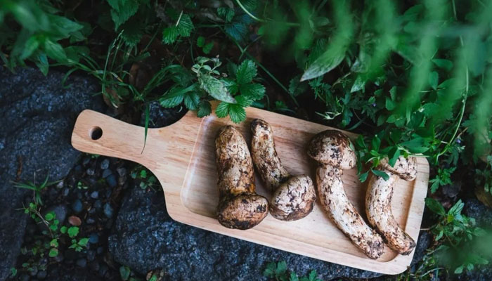 Nyingchi Matsutake Mushrooms