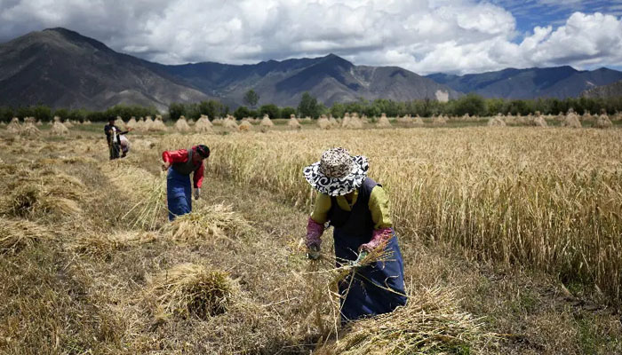 Tibetan highland barley