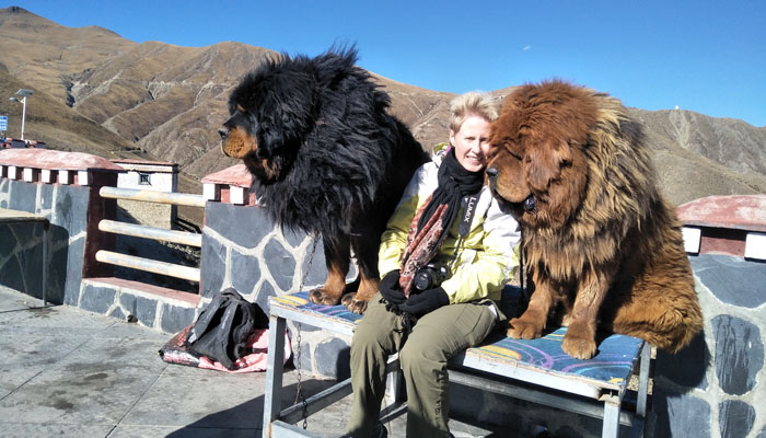 Tibetan Mastiffs