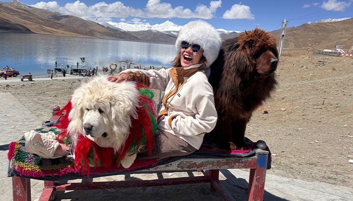 Joyful moments with Tibetan mastiffs