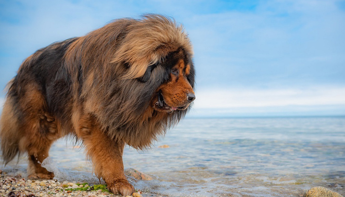 Habitat of Tibetan Mastiff