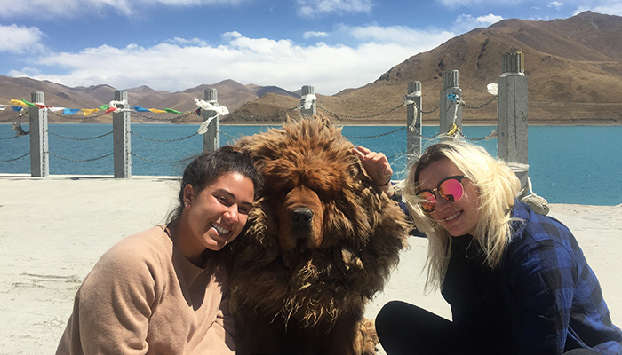 Photo with Tibetan Mastiffs