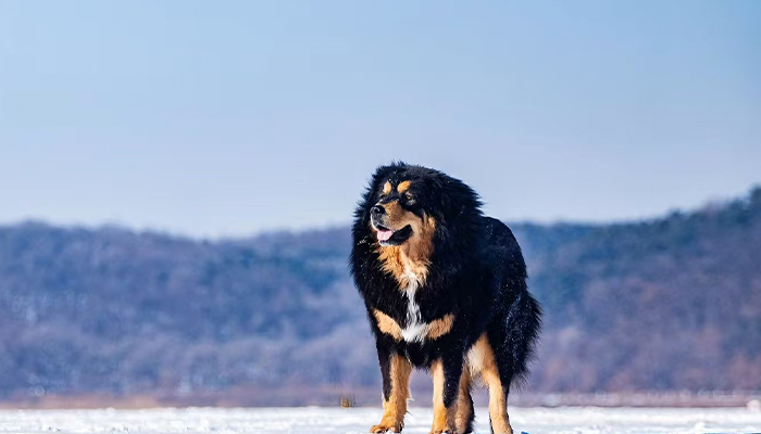 Tibetan mastiff