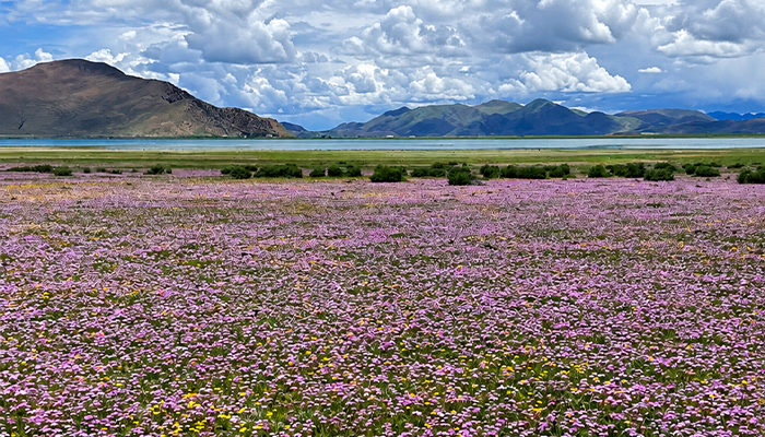 Fields of primroses in Tibet