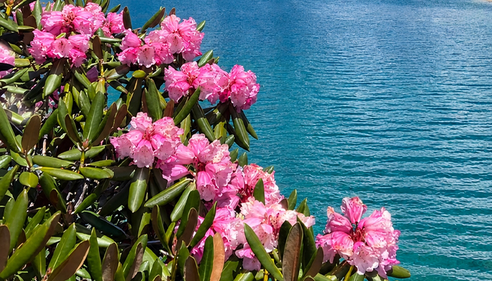 The alpine rhododendron in Tibet