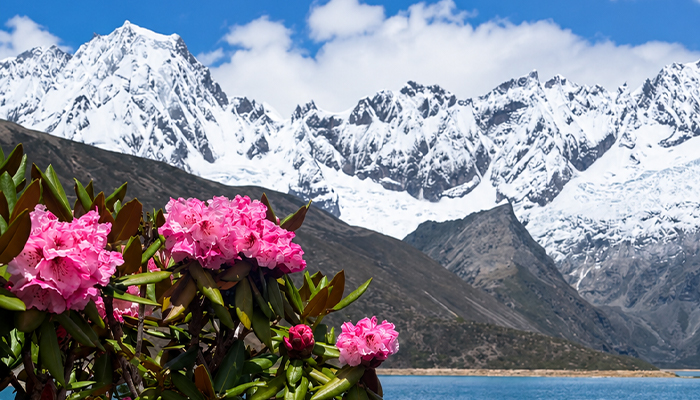 Best time to see flowers in Tibet