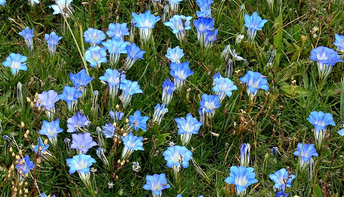 Blue gentians in Tibet