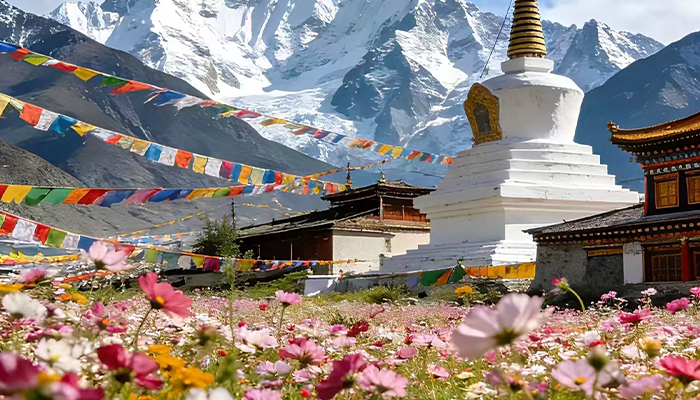 The famous Gesang flower in Tibet