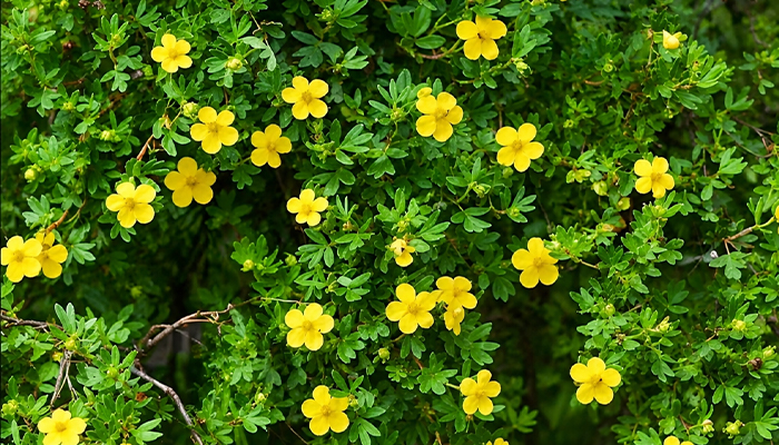 The golden shrubby cinquefoil