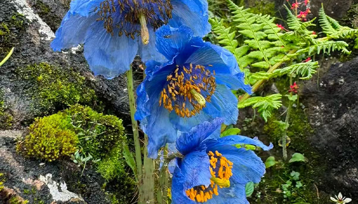 The Himalayan Blue Poppy