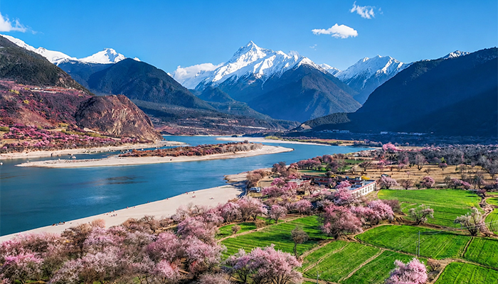 Peach blossoms in Nyingchi