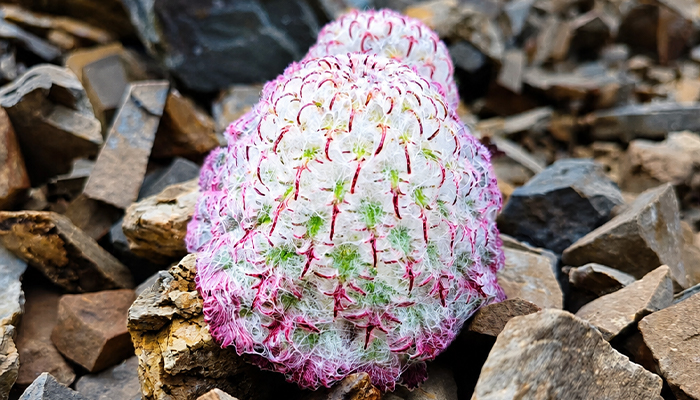 Rare Himalayan Snow Lotus in Tibet