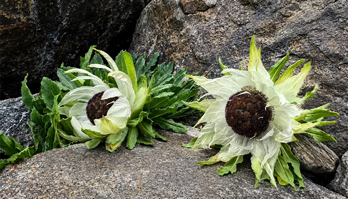 Rare snow lotus in Tibet