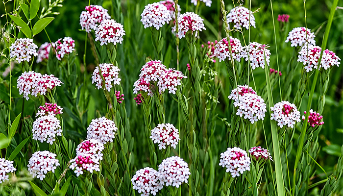 The stellera flower in Tibet