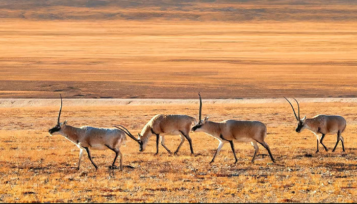 Tibetan antelope