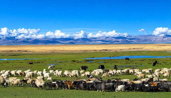 Traditional nomadic life in Tibet