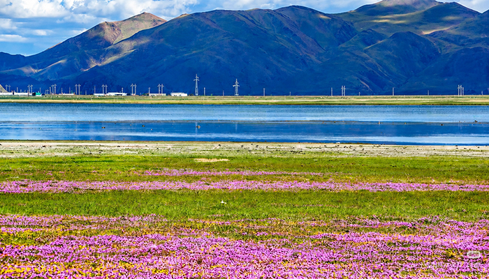 Yamdrok Lake with primroses
