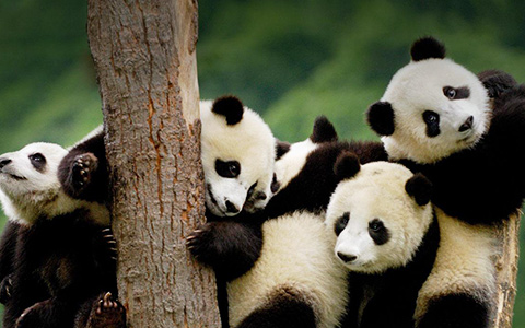 8 Days Panda Base with Mt. Emei & Lhasa