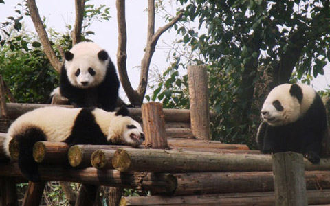 8 Days Panda Base with Mt. Emei & Lhasa