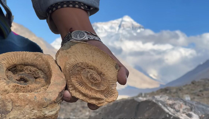 Conch fossil at Mount Everest Region