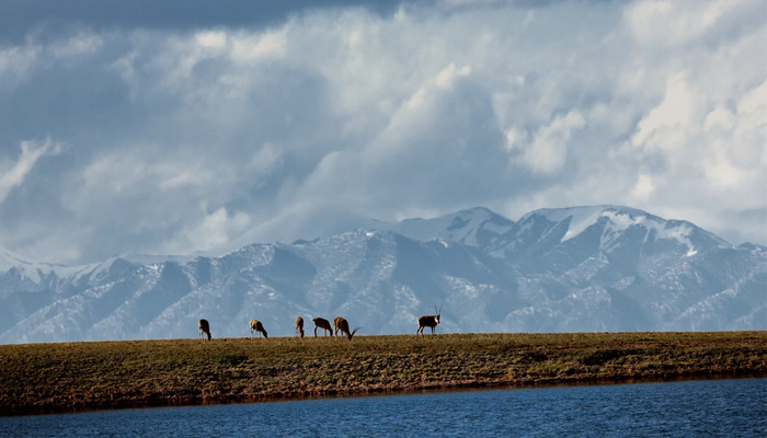 Tibetan antelopes in Hoh Xil