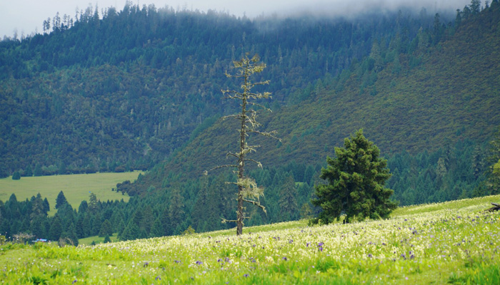 Nyingchi Lulang Forest