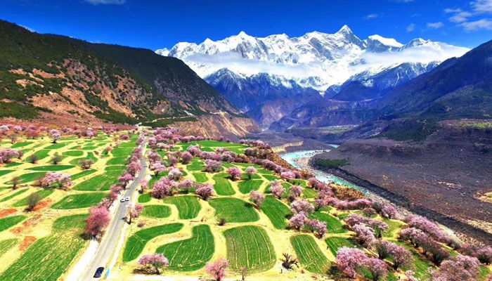 Nyingchi blooming peach in spring