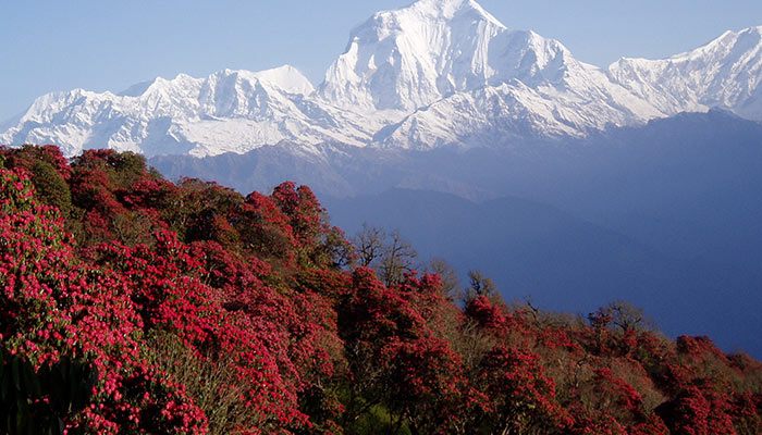 Rhododendrons in Nepal