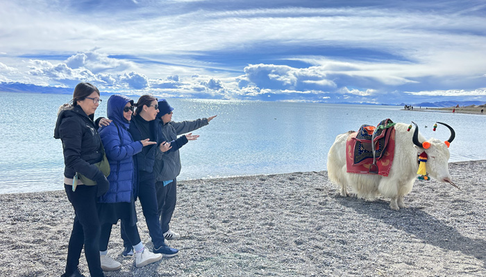 Take a photo with Tibetan Yak at Namtso Lake