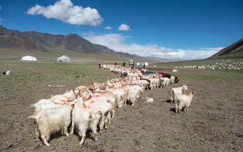 Do Tibetan Nomads Still Live Their Old Way of Life?