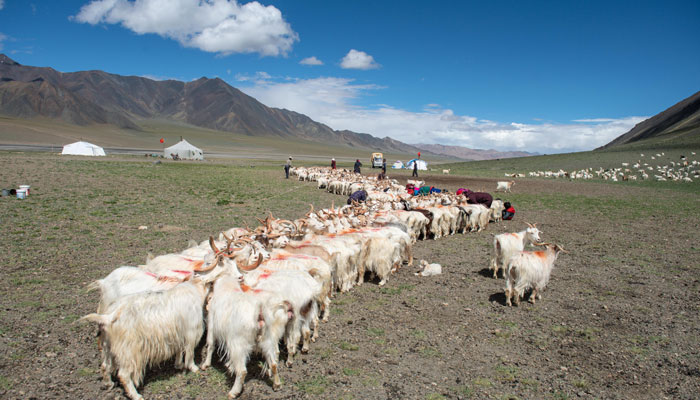 Tibetan Flocks and Herds