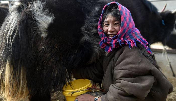 Tibetan Woman Milk Yak