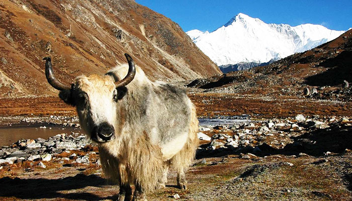   Upper Dolpo Trek 