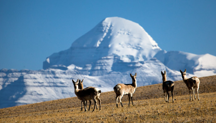 Mt.Kailash Kora